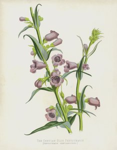 The Gentian-Blue Pentstemon